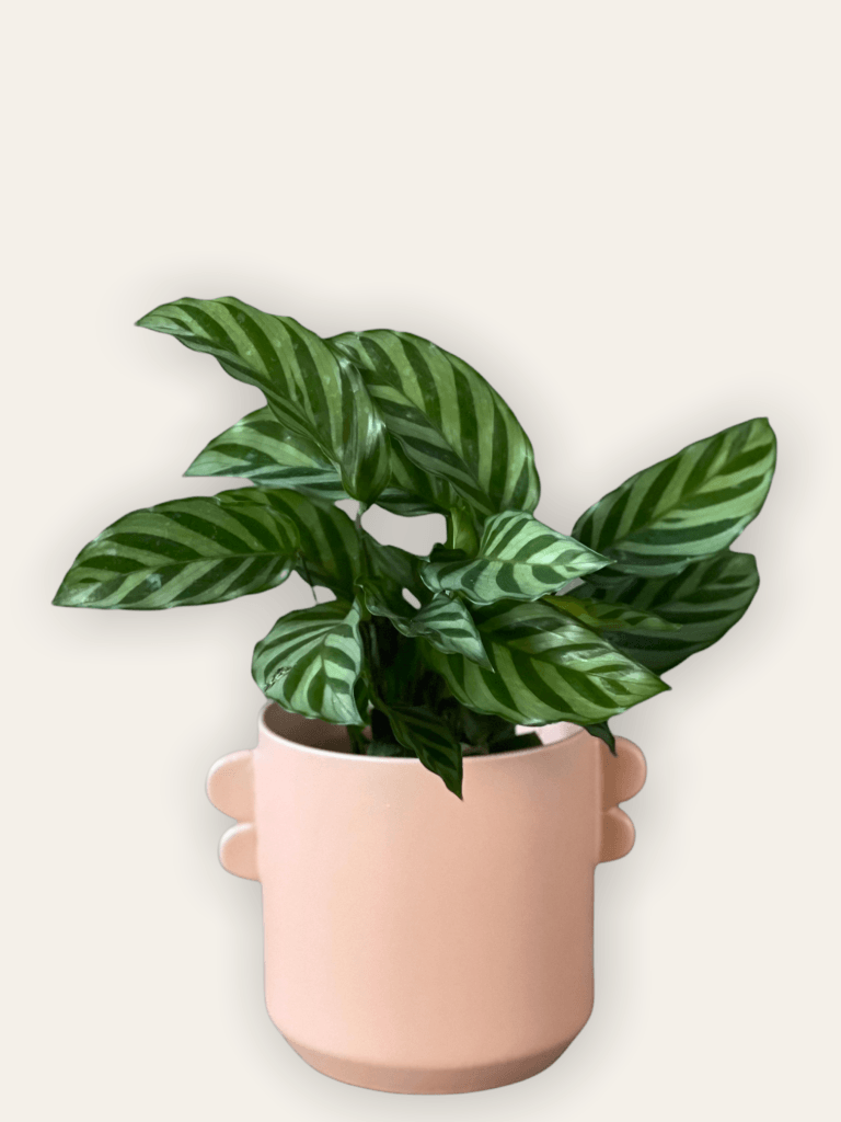 Plant Party Calathea Freddie Planter