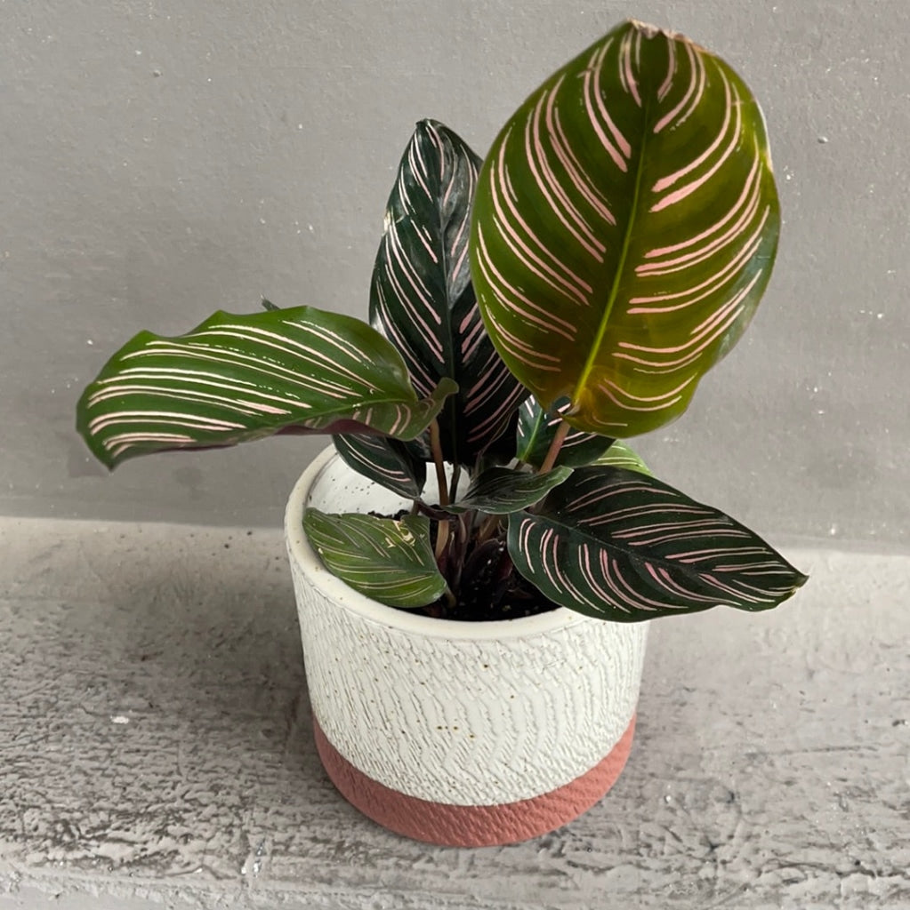 Plant Party Calathea Ornata
