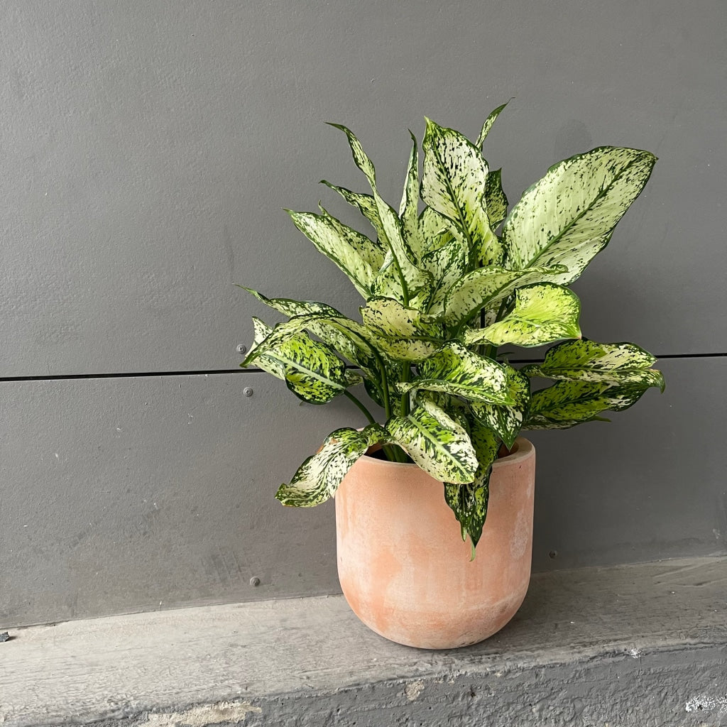 Chinese Evergreen In Aged Terra Cotta Houseplant