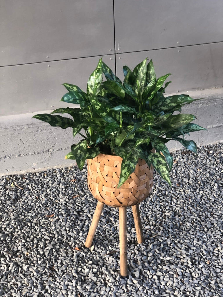 Chinese Evergreen In Basket Plant Stand Houseplant