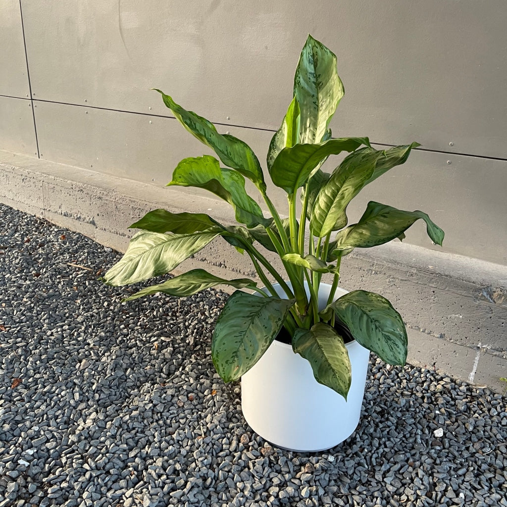 Chinese Evergreen In Matte Planter Houseplant