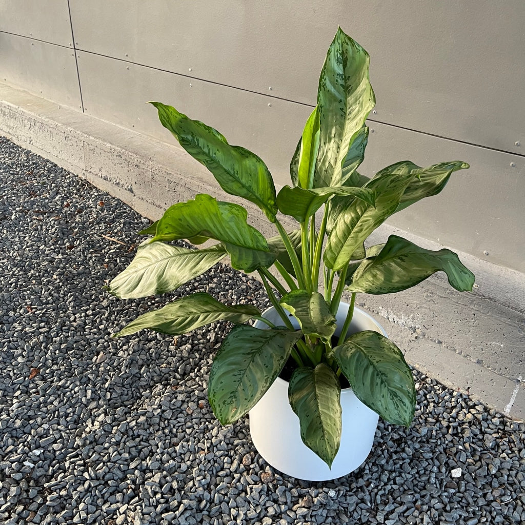 Chinese Evergreen In Matte Planter Houseplant
