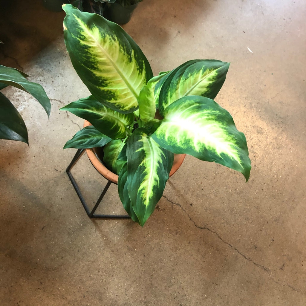 Chinese Evergreen In Plant Stand Houseplant