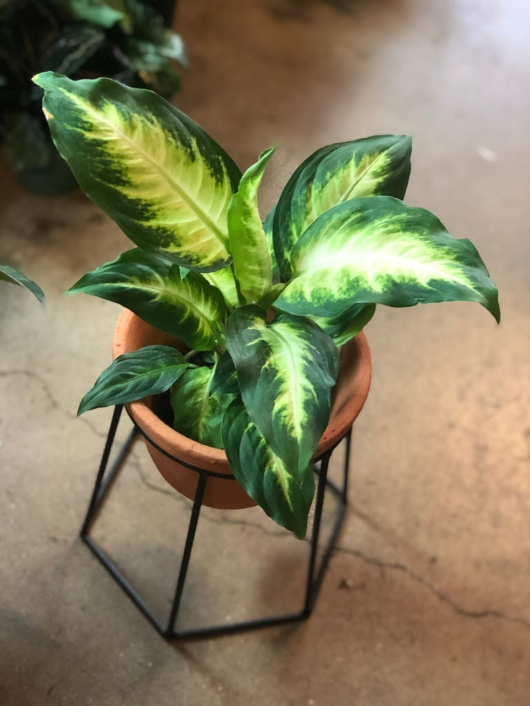 Chinese Evergreen In Plant Stand Houseplant
