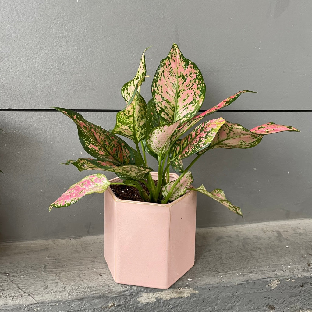 Chinese Pink In Madre Planter Houseplant