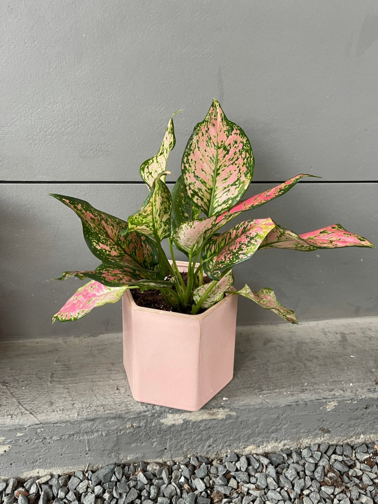 Chinese Pink In Madre Planter Houseplant