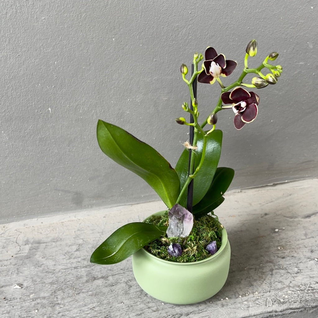 Chocolate Orchid Sp. In Mint Planter