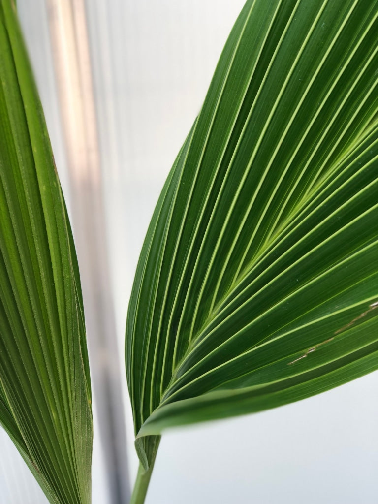 Coconut Palm Tropical Plants