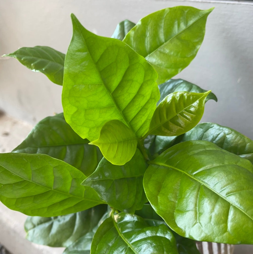 Coffee Plant In Tally Planter Houseplant