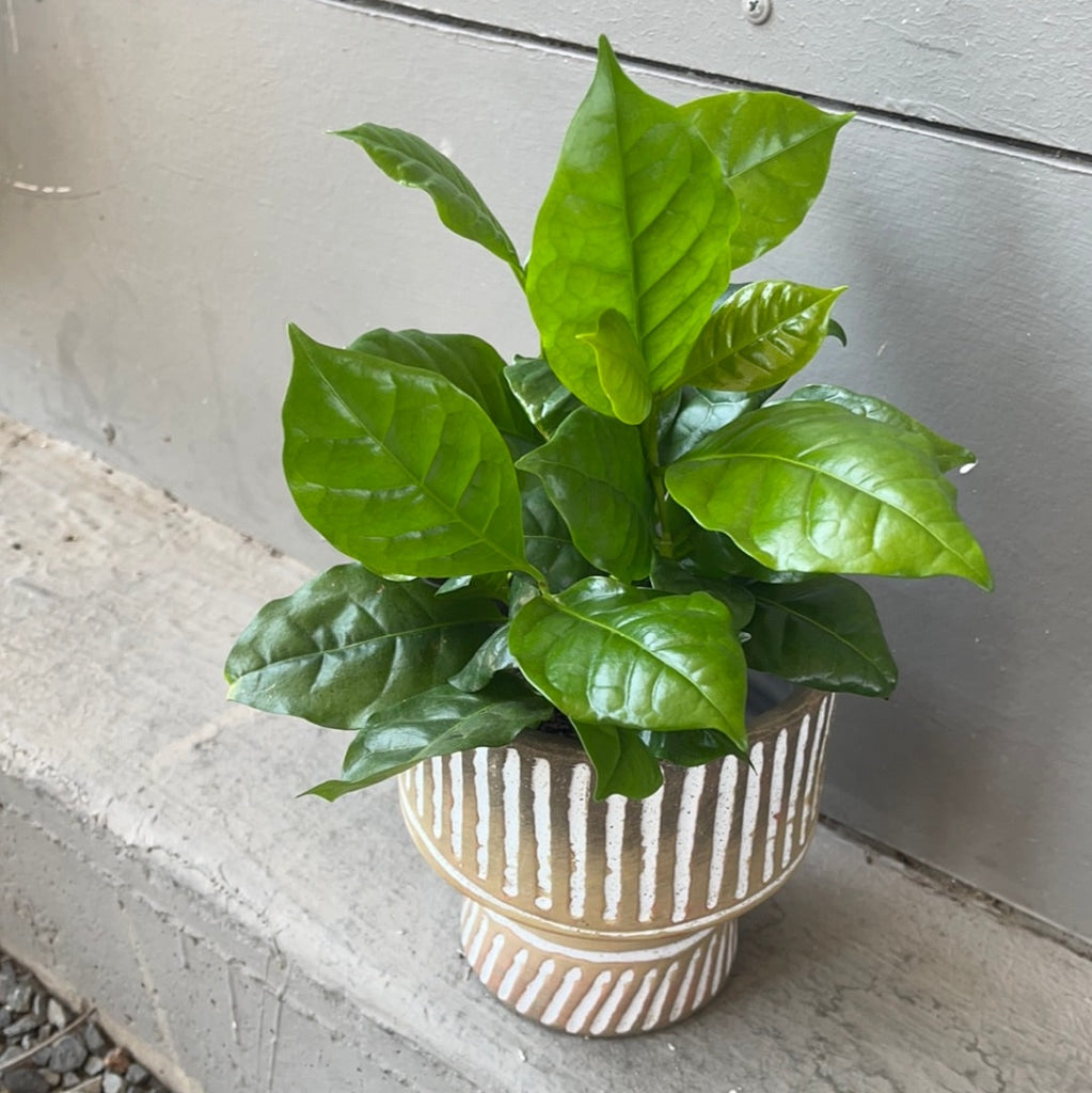 Coffee Plant In Tally Planter Houseplant