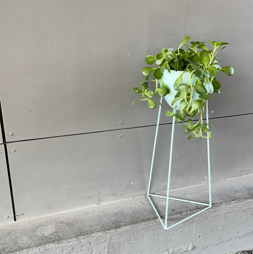 Crassula In Mint Plant Stand Houseplant