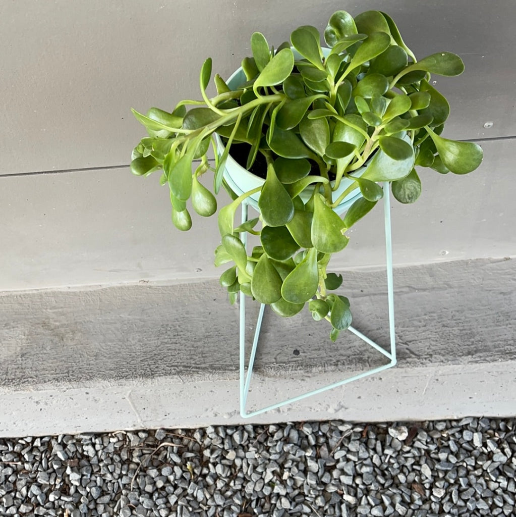Crassula In Mint Plant Stand Houseplant