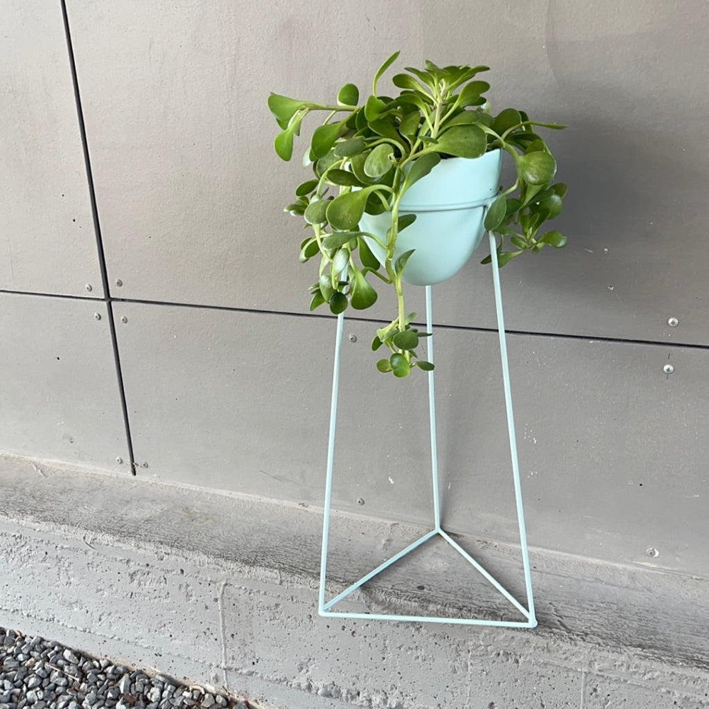 Crassula In Mint Plant Stand Houseplant