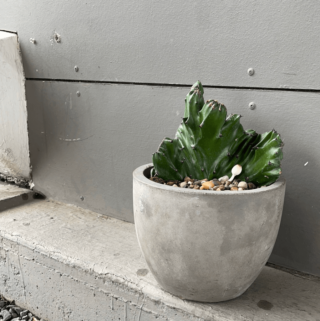 Crested Cactus In Basic Planter Houseplant