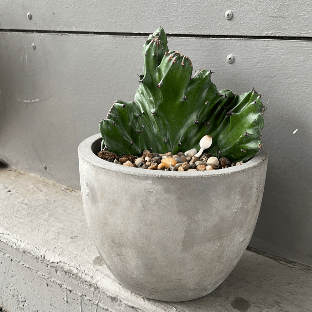Crested Cactus In Basic Planter Houseplant