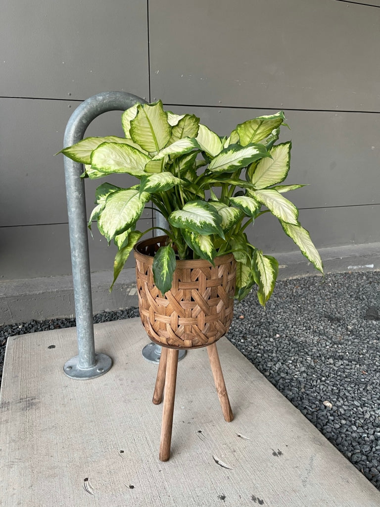 Diffenbachia In Basket Plant Stand Houseplant