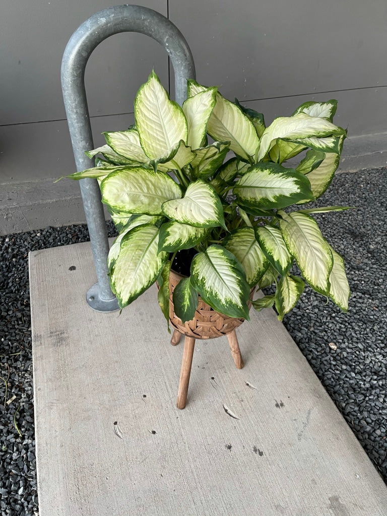 Diffenbachia In Basket Plant Stand Houseplant