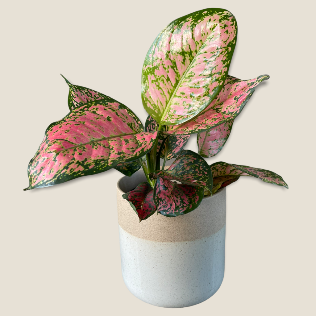 Diffenbachia Wishes In Clearly Planter Houseplant