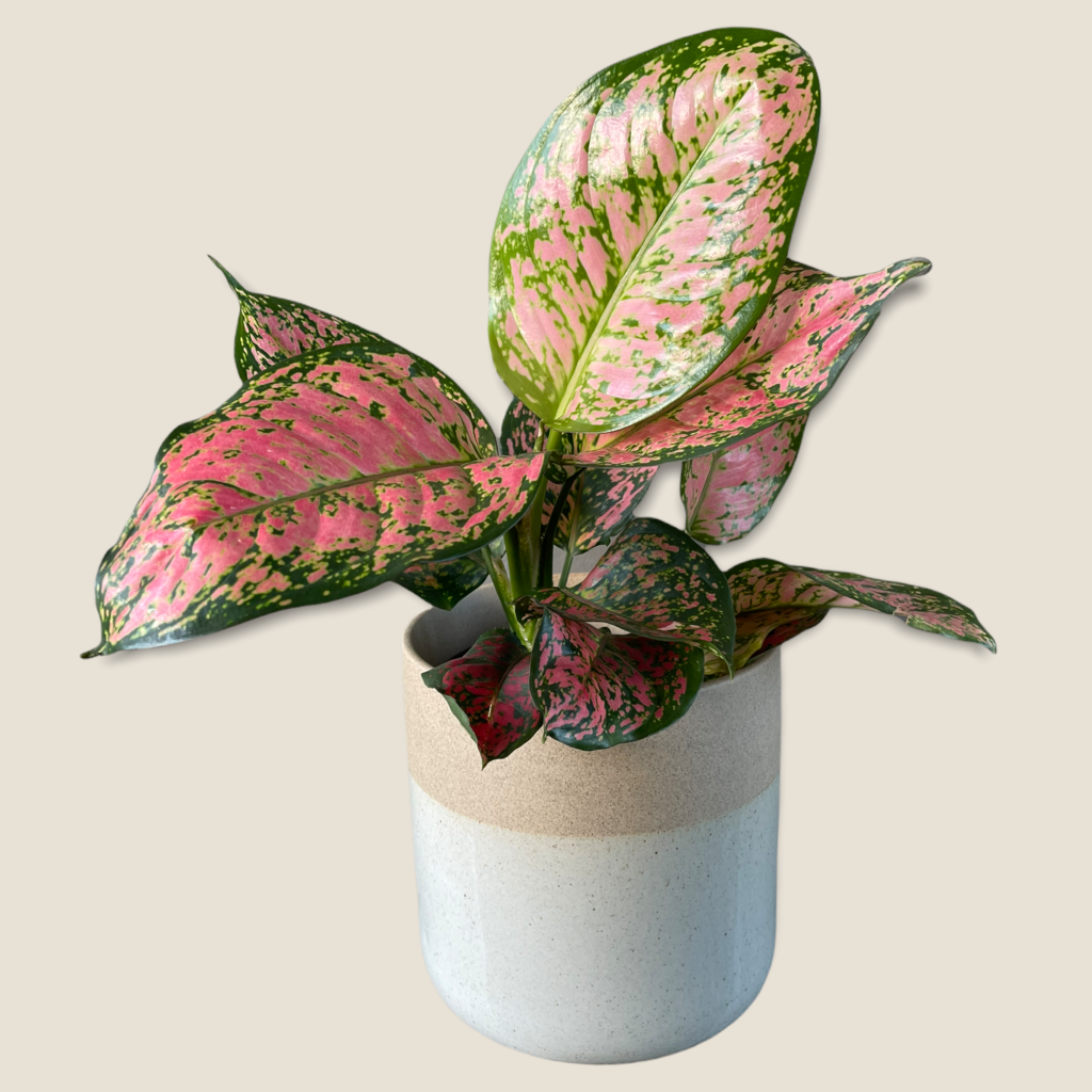 Diffenbachia Wishes in Clearly Planter | Plant Party