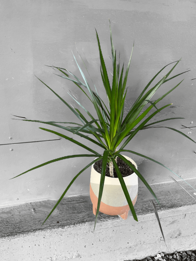 Dragon Tree In Frequency Planter Houseplant
