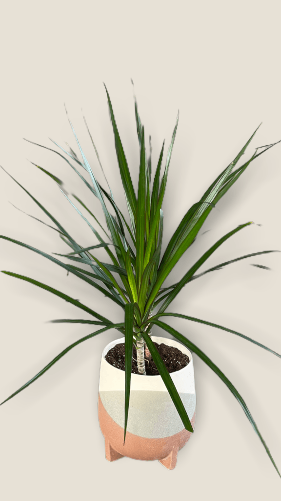 Dragon Tree In Frequency Planter Houseplant