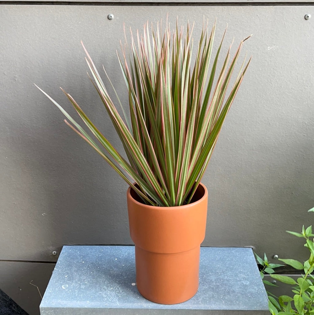 Dragon Tree In Terracotta Planter Houseplant