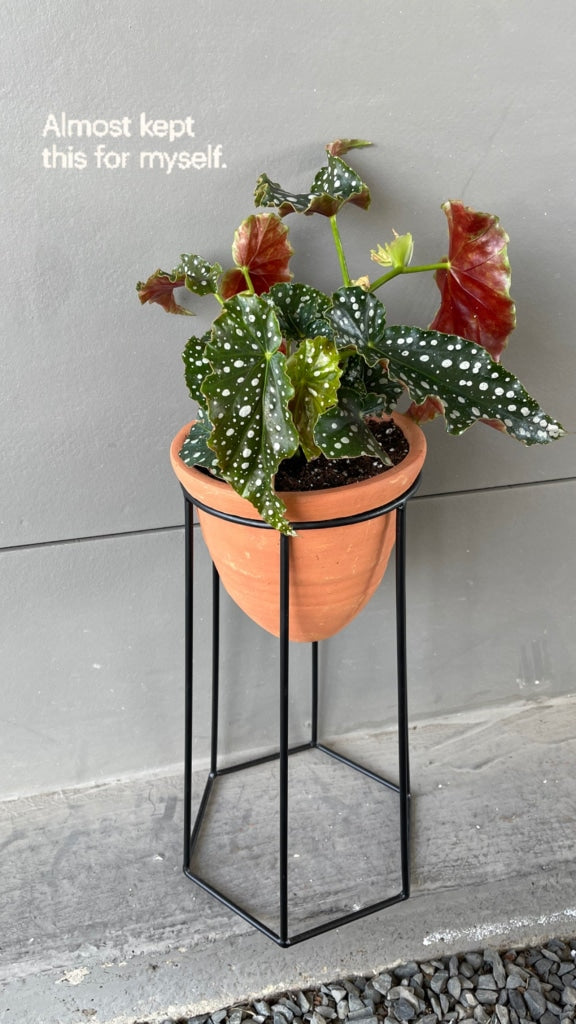 Dragon Wing Begonia In Terra Bee Stand Houseplant