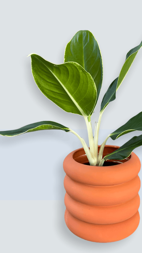 aglaonema edgy white Edgy White Aglaonema in Tubular Matte Terracotta
