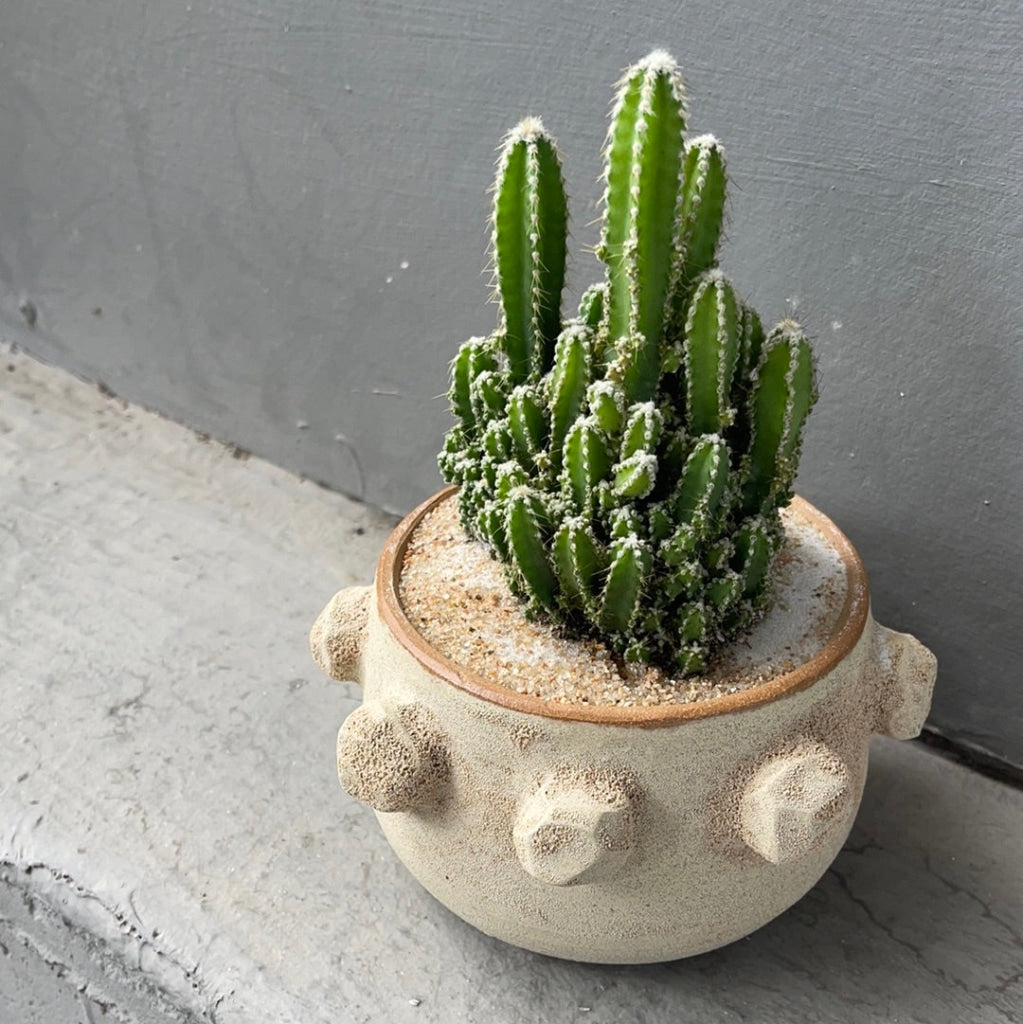 Fairytale Cacti In Shore-Washed Planter Succulent Garden
