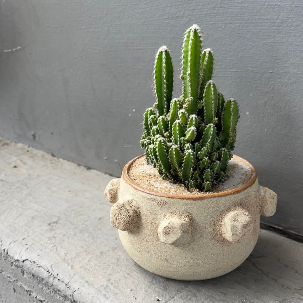 Fairytale Cacti In Shore-Washed Planter Succulent Garden