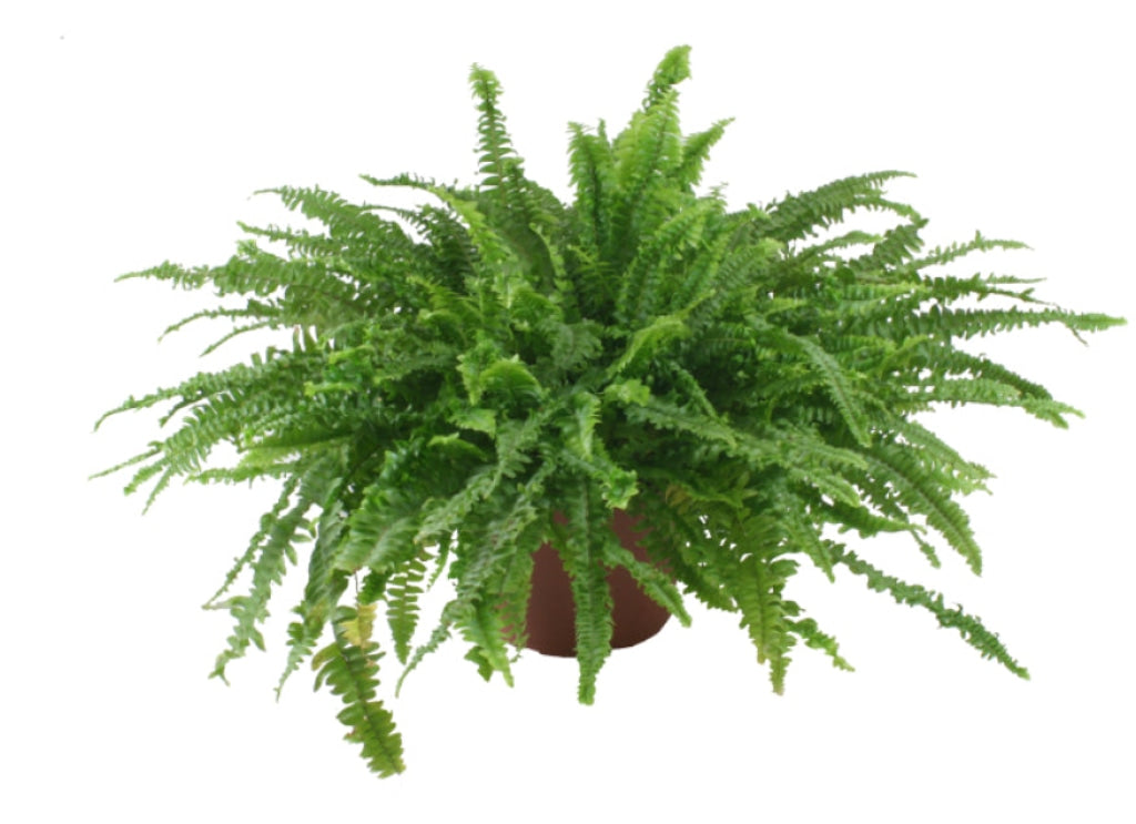 Fern Rental