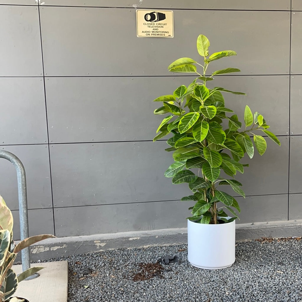 Ficus Altissima In Matte Planter Houseplant