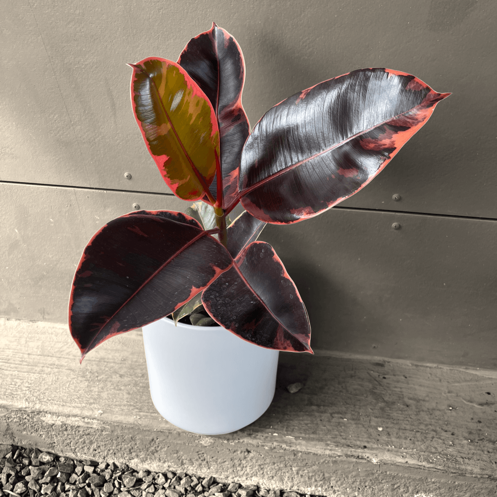 Ficus Ruby In Matte Planter Houseplant