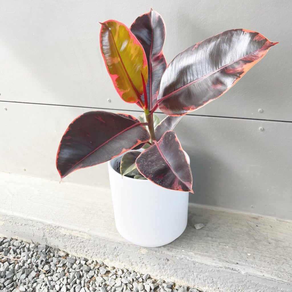 Ficus Ruby In Matte Planter Houseplant