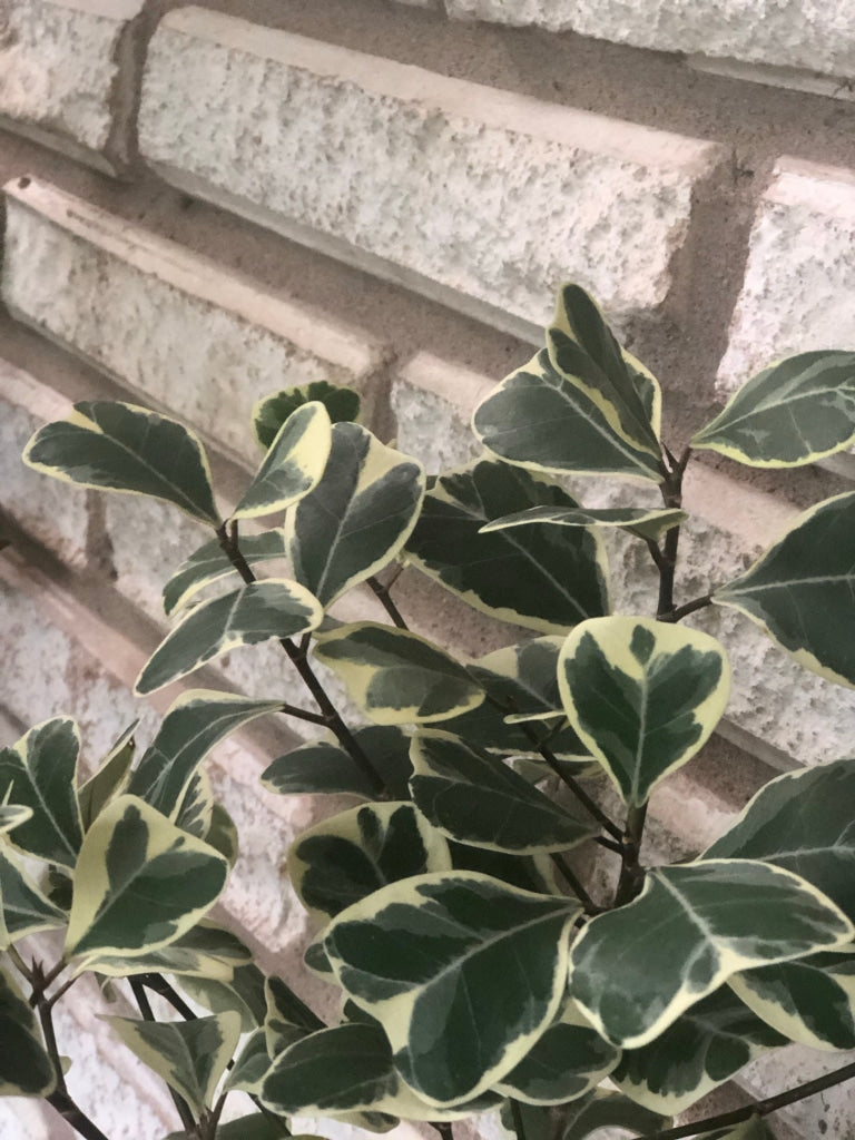 Ficus Triangularis Unpotted Houseplant