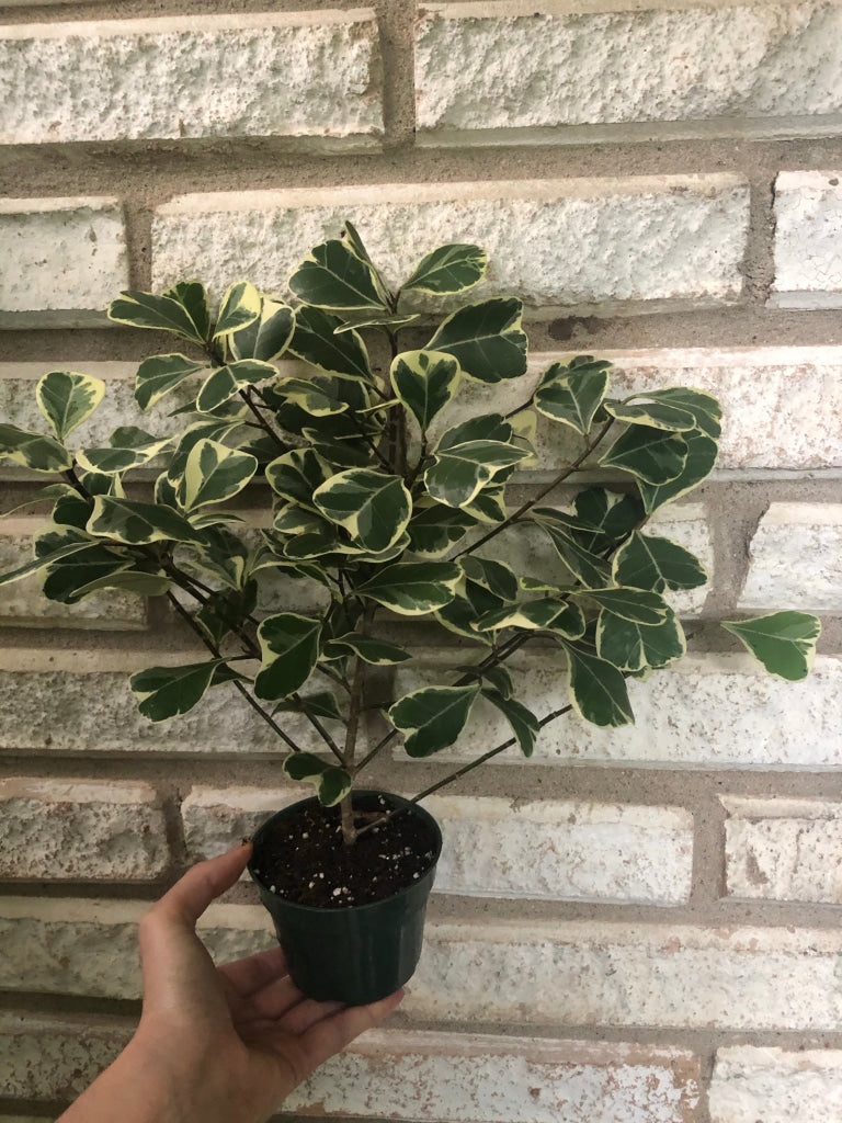 Ficus Triangularis Unpotted Houseplant