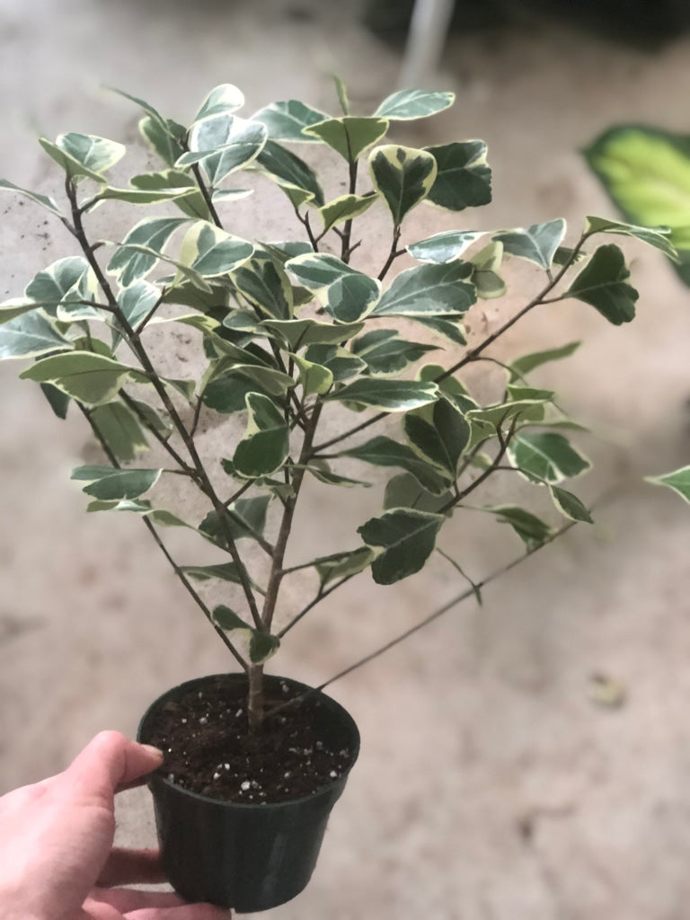 Ficus Triangularis Unpotted Houseplant