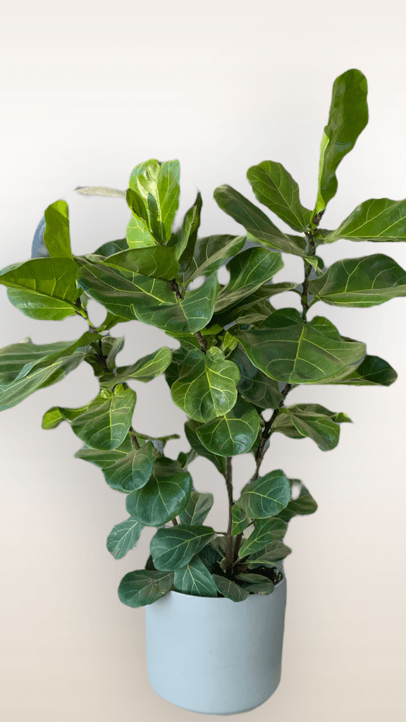Fiddle Leaf Fig In Grey Matte Planter