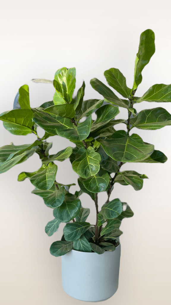 Fiddle Leaf Fig in Grey Matte Planter | Plant Party