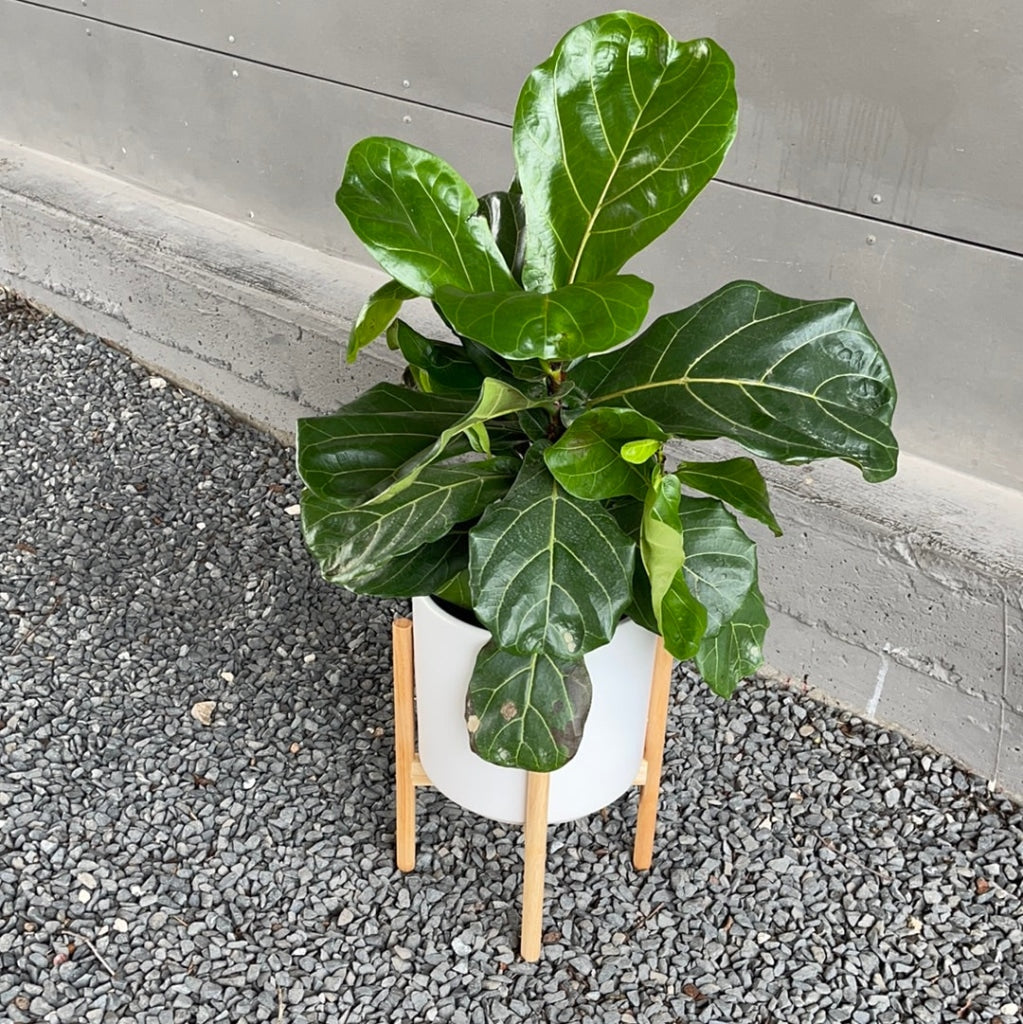 Fiddle Leaf Fig In Planter + Stand Houseplant