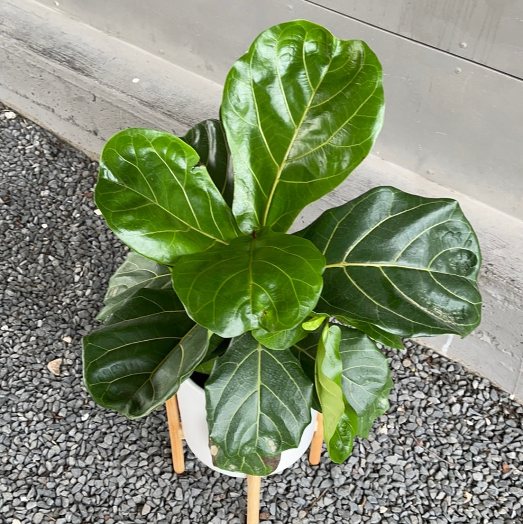 Fiddle Leaf Fig In Planter + Stand Houseplant