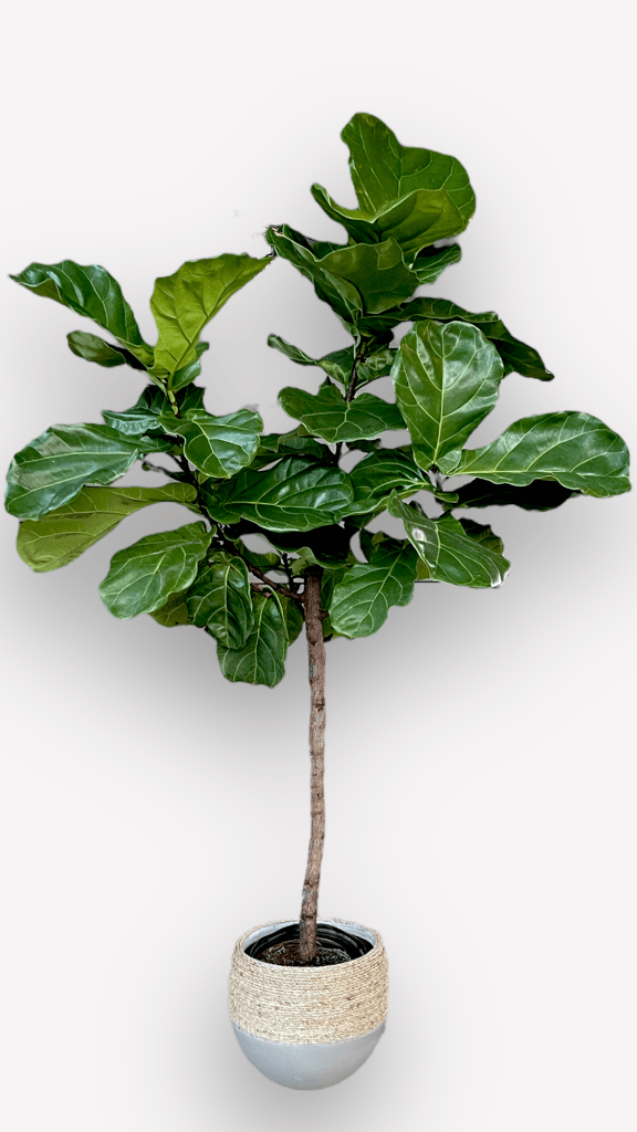 Fiddle Leaf Fig In Rattan Planter