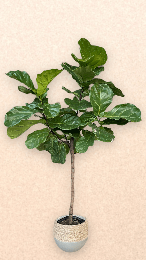 Fiddle Leaf Fig In Rattan Planter