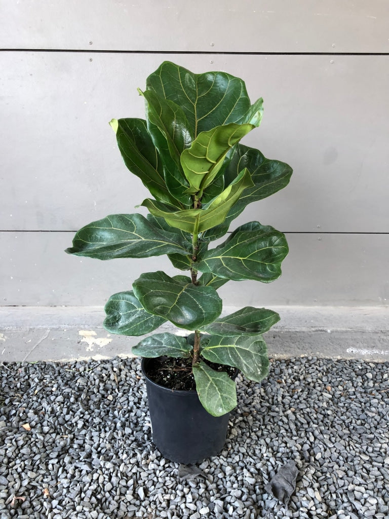 Fiddle Leaf Fig In Sea Grass Basket Unpotted Medium 2-3Ft. Just The Plant Houseplant
