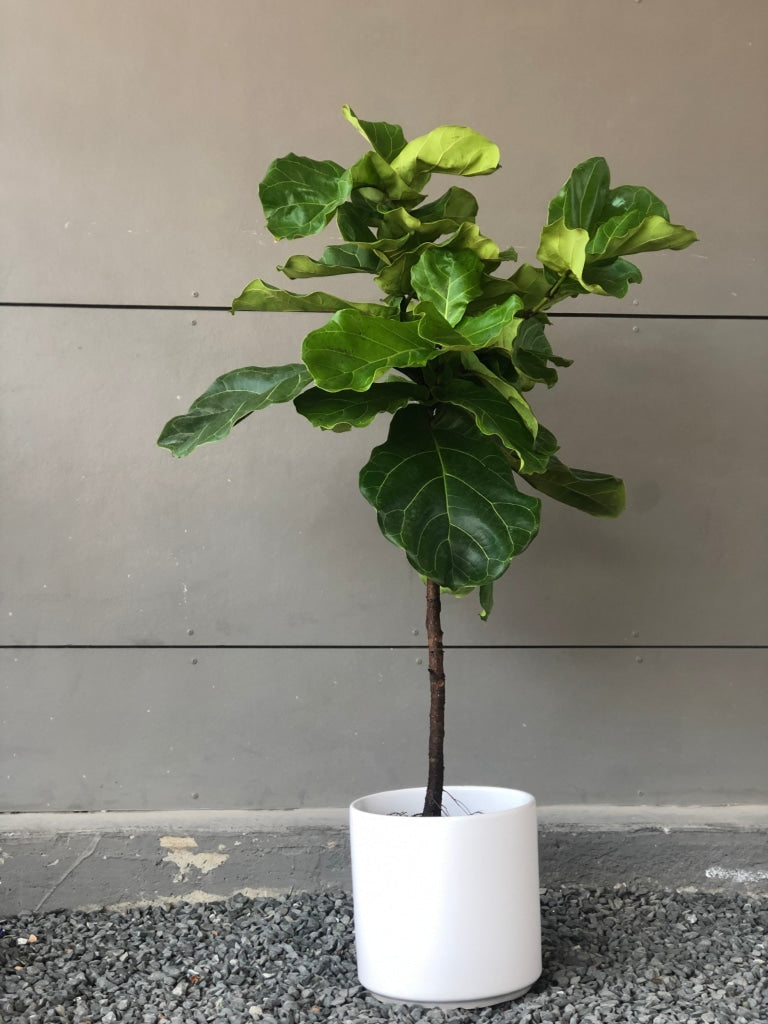 Fiddle Leaf Fig Tree In Matte White Planter Houseplant
