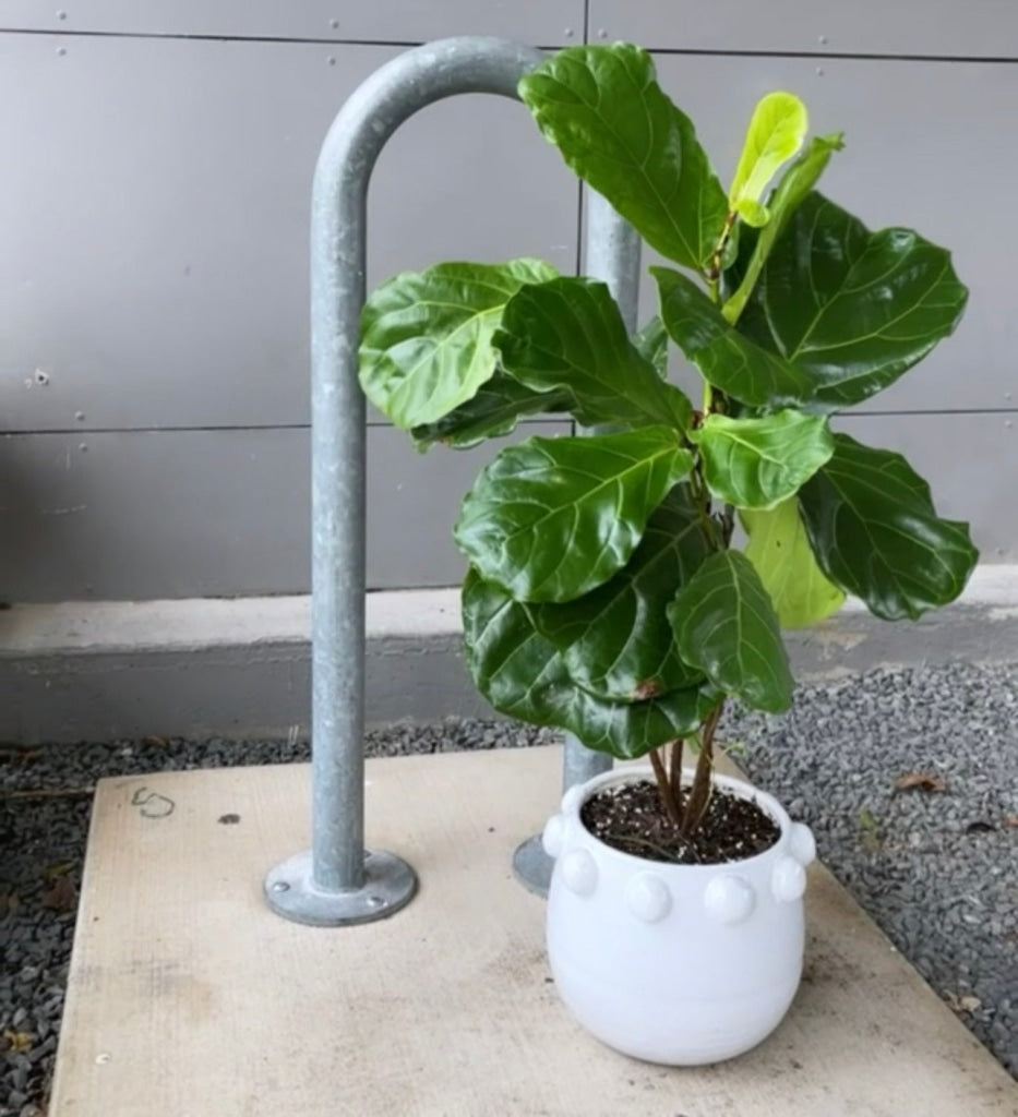 Fiddle Leaf In Luisa Planter Houseplant