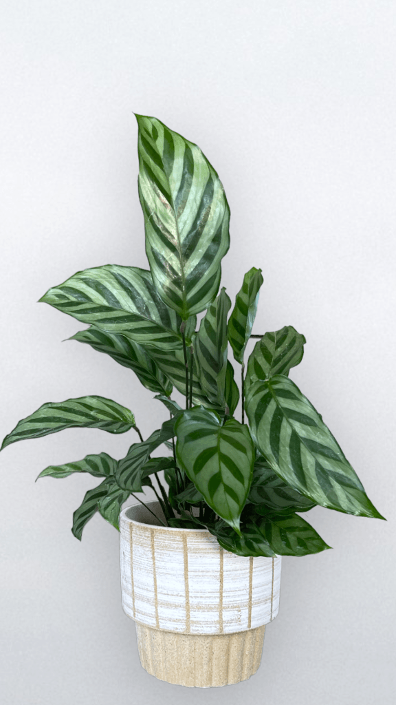 Freddie Calathea in Stokes Planter