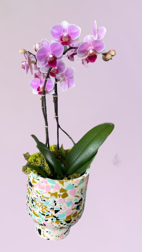 Fuscia Orchid In Fruit Compote