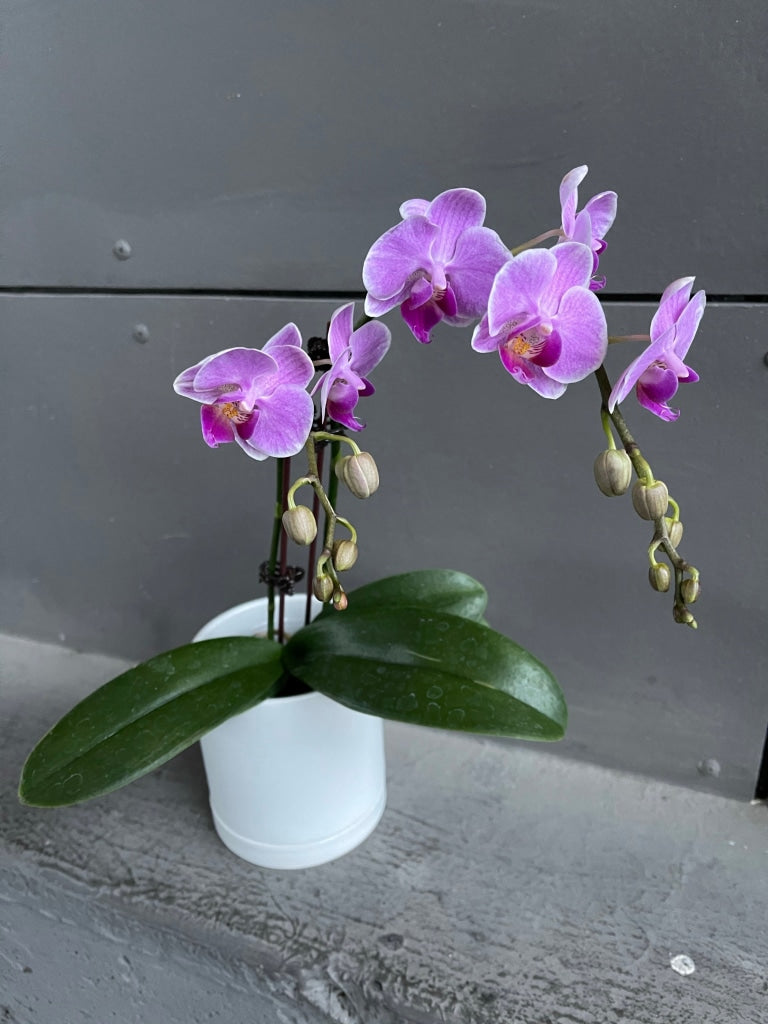 Fuscia Philandapsis Orchid In Lenor Planter Houseplant