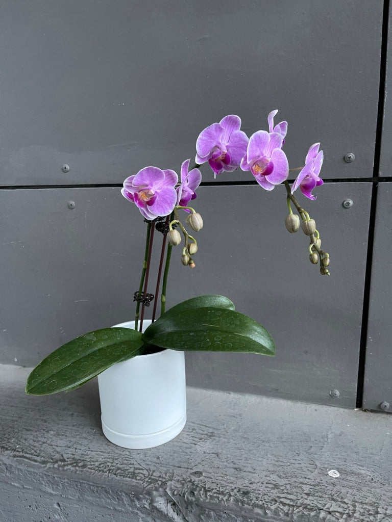 Fuscia Philandapsis Orchid In Lenor Planter Houseplant